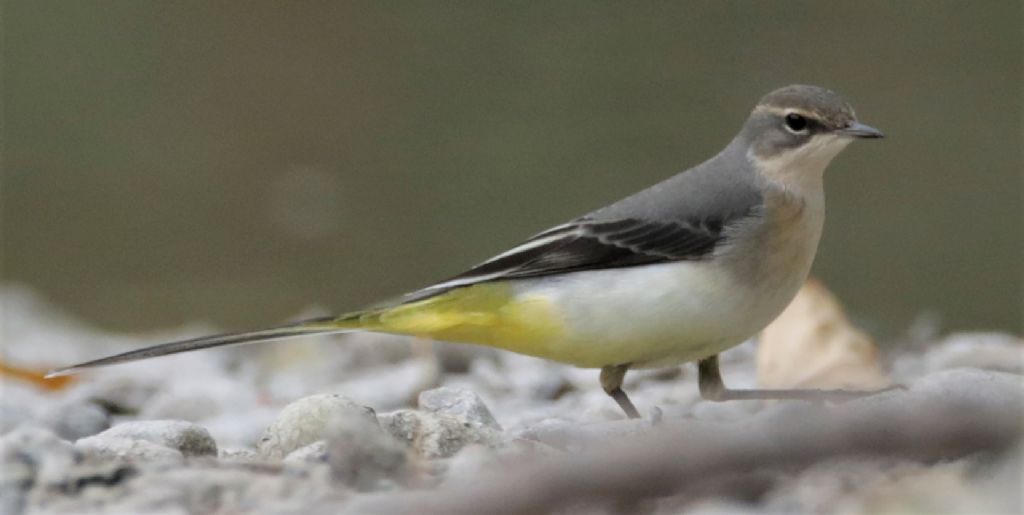 Cutrettola o ballerina gialla ? Ballerina gialla (Motacilla cinerea)